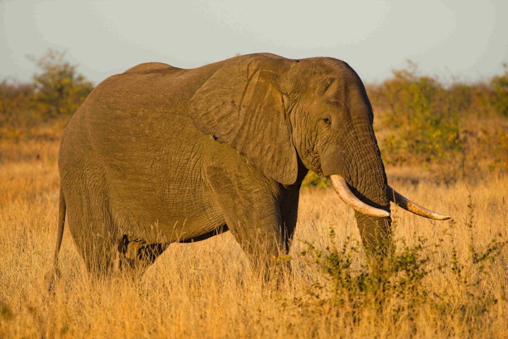 Exploring Africa's Untamed Beauty: Top 10 Game Reserves to Visit