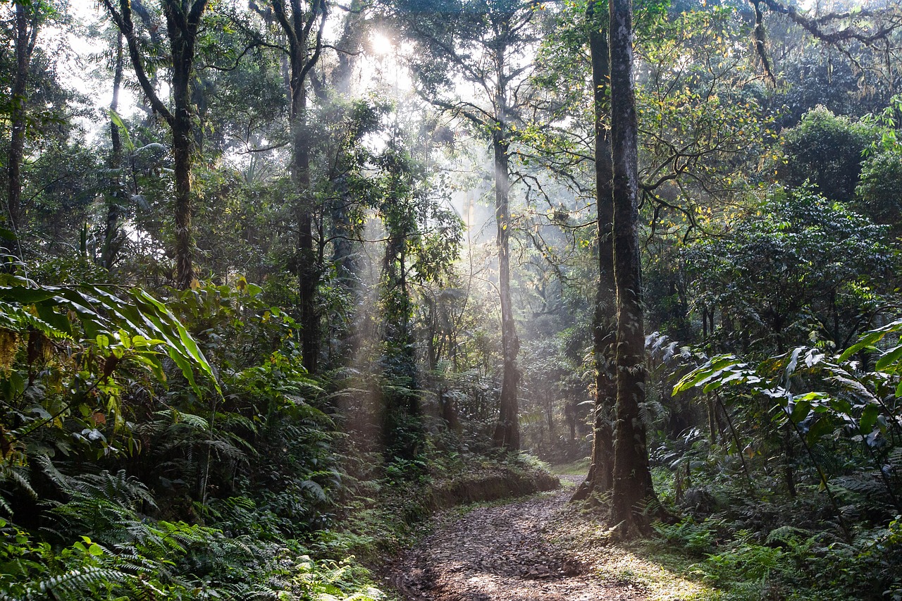 Read more about the article Immersive Adventures: Exploring Tropical Treks Through Lush Rainforests and Jungle Landscapes