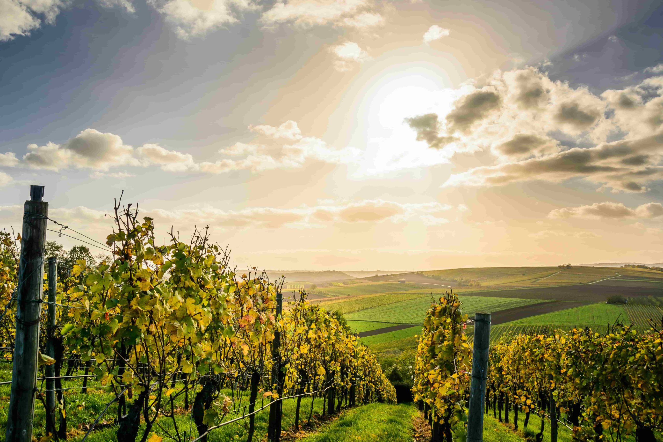 Read more about the article Tasting Terroir: Embarking on Wine Tours Through World-Famous Vineyards